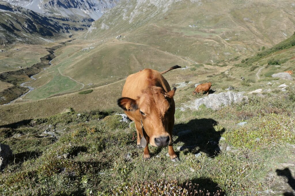 Le lait d’été, un choix assumé